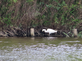 Egretta garzetta