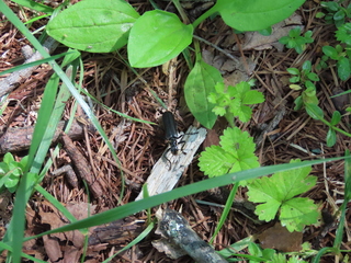Themus cyanipennis
