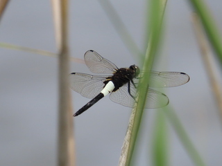 Pseudothemis zonata