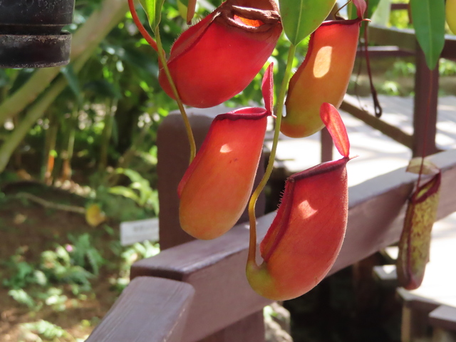 Nepenthes xLady Luck