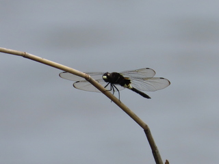 Pseudothemis zonata