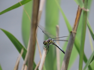 Deielia phaon