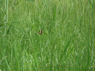 Papilio machaon