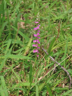 Spiranthes sinensis