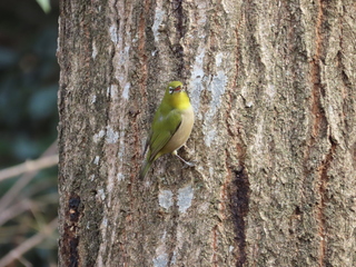 Zosterops japonicus