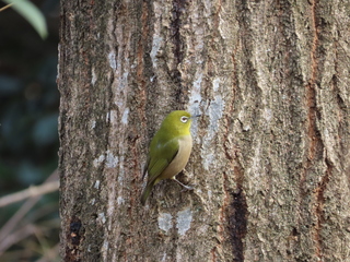 Zosterops japonicus