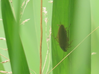 Blattella nipponica