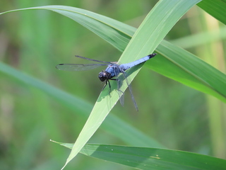 Orthetrum melania