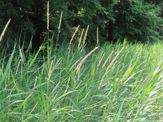 Phalaris arundinacea