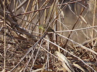 Emberiza spodocephala
