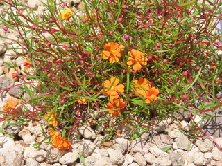 Hibbertia stellaris 'Sunny Smile Orange'
