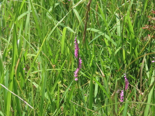 Spiranthes sinensis