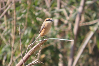 Lanius bucephalus