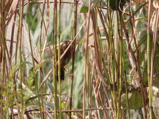 Garrulax canorus