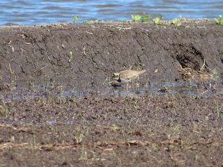 Charadrius dubius