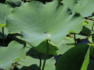 Nelumbo nucifera