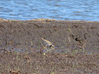 Charadrius dubius