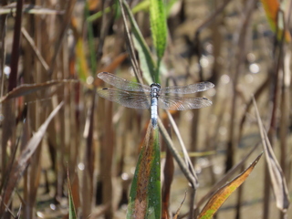 Orthetrum albistylum speciosum