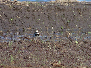 Charadrius dubius