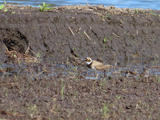 Charadrius dubius