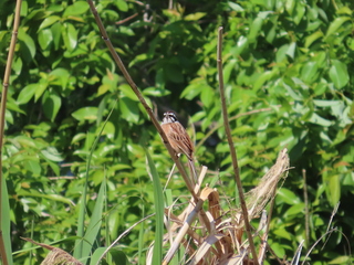 Emberiza cioides