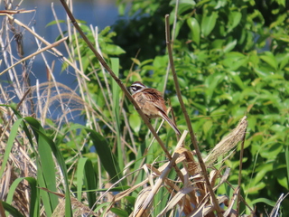 Emberiza cioides
