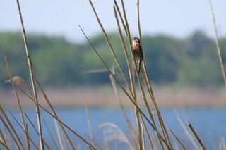 Emberiza cioides