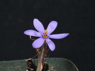 Syringodea longituba