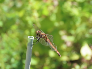 Sympetrum frequens