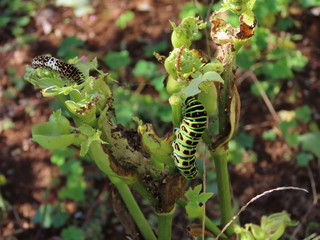 Papilio machaon
