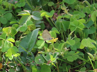 Zizeeria maha