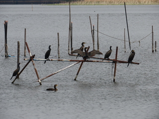 Phalacrocorax carbo