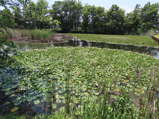 Nymphaea cv.