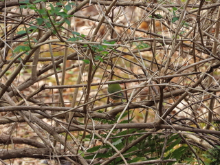 Zosterops japonicus