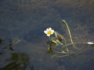 Cabomba caroliniana