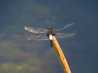Pseudothemis zonata