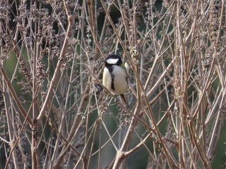 Parus minor
