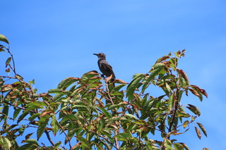 Hypsipetes amaurotis
