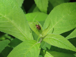 Carbula abbreviata
