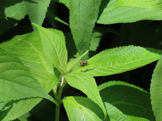 Carbula abbreviata