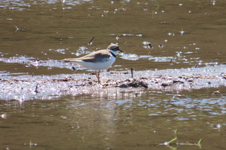 Charadrius dubius