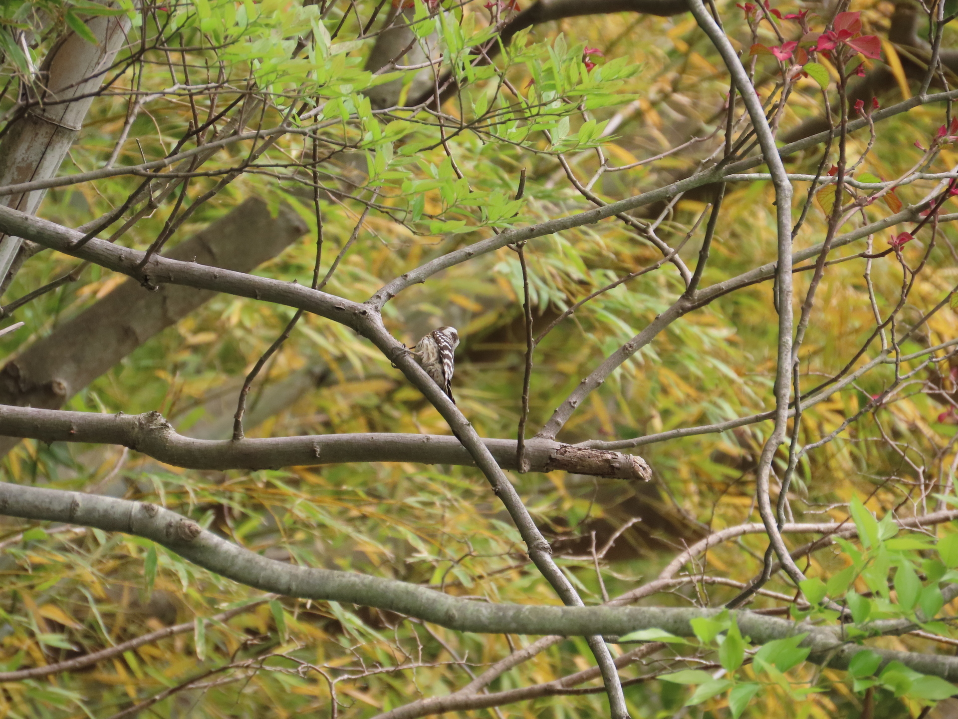 2024年4月21日に自宅近くの里山で見た花や鳥など（その2）: 怠け者の散歩道2