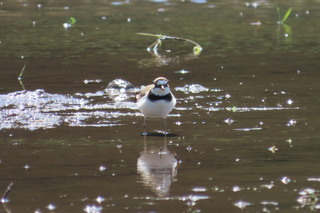Charadrius dubius