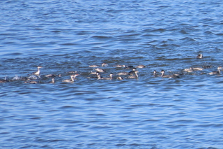 Podiceps nigricollis
