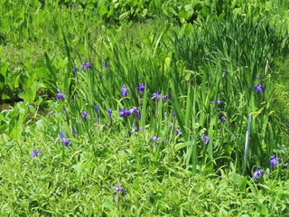 Iris laevigata