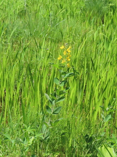 Thermopsis fabacea