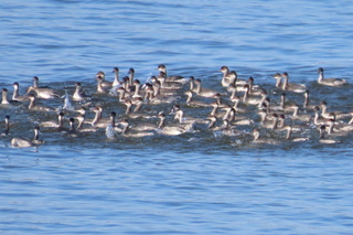 Podiceps nigricollis