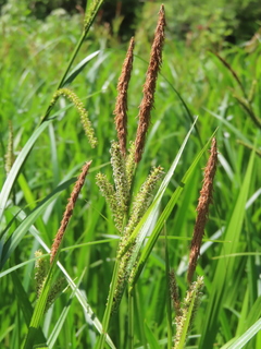 Carex dispalata