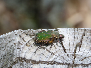 Gnorimus subopacus