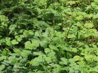 Mitella pauciflora